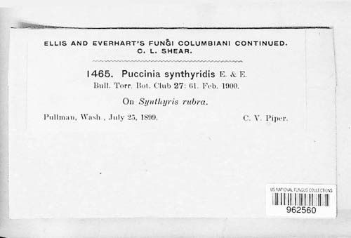 Puccinia synthyridis image